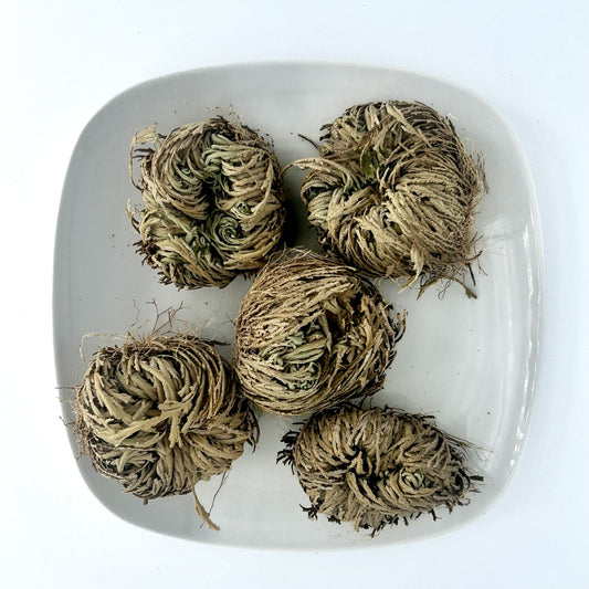 Rose of Jericho - Esu Abita Botanica