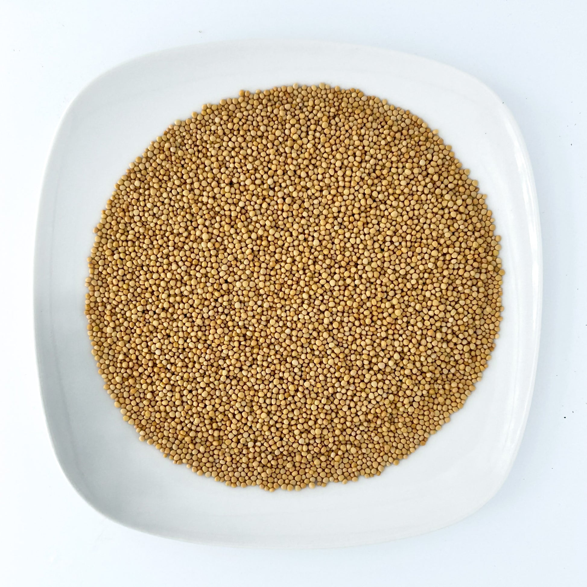 Yellow Mustard Seed - Esu Abita Botanica